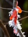 The Wonder of nature, Flower-spike bug, Flatida rosea, Zombitse-Vohibasia National Park Madagascar wildlife Royalty Free Stock Photo