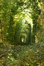 Wonder of Nature - Real Tunnel of Love, green trees and the railroad, Ukraine Royalty Free Stock Photo