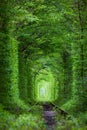 Wonder of Nature - Real Tunnel of Love, green trees Royalty Free Stock Photo