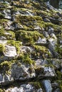 Wonder wall moss on old stone