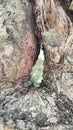 The wonder of the world is a hollow tree in the middle and green Royalty Free Stock Photo