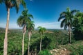 Wonderful aerial view of tropics, palms Royalty Free Stock Photo