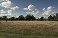 Wonderful afternoon at the Richmond Park