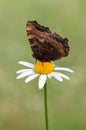 A wonderful Aglais urticae butterfly dark brown sits on a daisy flower