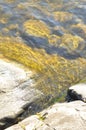 Wonderful algae scenery in transparent water. Bright green colours on rocks underwater. Peaceful waterfront seascape