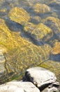 Wonderful algae scenery in transparent water. Bright green colours on rocks underwater. Peaceful waterfront seascape