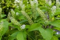 Wonderful American pokeweed in garden