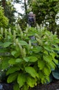 Wonderful American pokeweed in garden