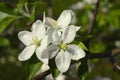 Wonderful apple tree blossoms in the garden Royalty Free Stock Photo