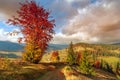 Wonderful autumn hillside in Transylvania Royalty Free Stock Photo