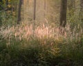 A wonderful autumn natural composition of grasses in the forest in the rays of the setting sun. Royalty Free Stock Photo