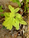 Wonderful background of green fern plants leaves