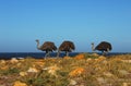 A wonderful background of nature. A close up of three wild Ostriches enjoying a sunny day along the beautiful seaside near Cape