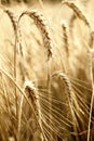 A wonderful barley field Royalty Free Stock Photo