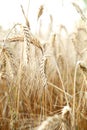 A wonderful barley field Royalty Free Stock Photo