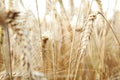 A wonderful barley field Royalty Free Stock Photo