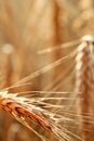 Wonderful barley field Royalty Free Stock Photo