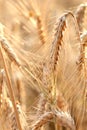 A wonderful barley field Royalty Free Stock Photo