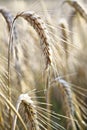 Wonderful barley field Royalty Free Stock Photo