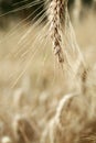 Wonderful barley field Royalty Free Stock Photo