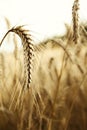 Wonderful barley field Royalty Free Stock Photo