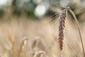 Wonderful barley field Royalty Free Stock Photo