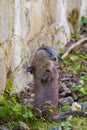 Bayerisher Wald natural park: otter