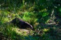 Bayerisher Wald natural park: otter