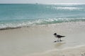 wonderful beaches of Los Roques in Venezuela, Los Roques National Park, turquoise blue beach