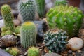 Wonderful and beautiful cactus