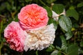 Wonderful Beautiful Delicate Pink Rose Flowers