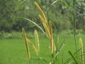 Long Grass Flower in Bangladesh
