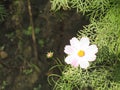 Long Grass Flower in Bangladesh