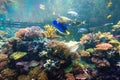 Wonderful and beautiful underwater world with corals and tropical fish. Royalty Free Stock Photo