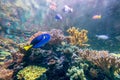 Wonderful and beautiful underwater world with corals and tropical fish Royalty Free Stock Photo
