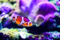 Wonderful and beautiful underwater world with corals and tropical fish Royalty Free Stock Photo