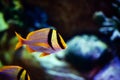 Wonderful and beautiful underwater world with corals and tropical fish Royalty Free Stock Photo