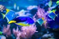 Wonderful and beautiful underwater world with corals and tropical fish