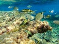 Wonderful and beautiful underwater world with corals and tropical fish. beautiful fish Royalty Free Stock Photo