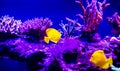 Wonderful and beautiful underwater world with corals and tropical fish