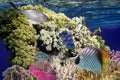 Wonderful and beautiful underwater world with corals and tropical fish Royalty Free Stock Photo