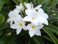 Wonderful and beautiful white flowers and lovely scenery