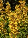 Wonderful and beautiful yellow flowers