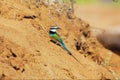 Wonderful bee eater at samburu national Royalty Free Stock Photo