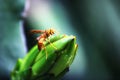 A  wonderful bee Royalty Free Stock Photo