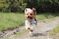 Wonderful Biewer Terrier in run position with tongue out and smile on his face. Pure joy of movement. Tiny devil show us his speed Royalty Free Stock Photo