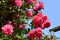 Pink rambler rose Royalty Free Stock Photo