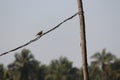 A wonderful bird upon a cable by the pole. This little tiny bird is fast, pretty and instinctive for the threats. Royalty Free Stock Photo