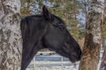 Wonderful black horse and trees