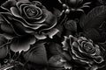 Wonderful black roses background. Fantastic lovely turquoise rose isolated on black background, unusual flower